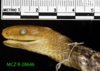 Media type: image;   Herpetology R-28646 Description: Specimen photo;  Aspect: head lateral